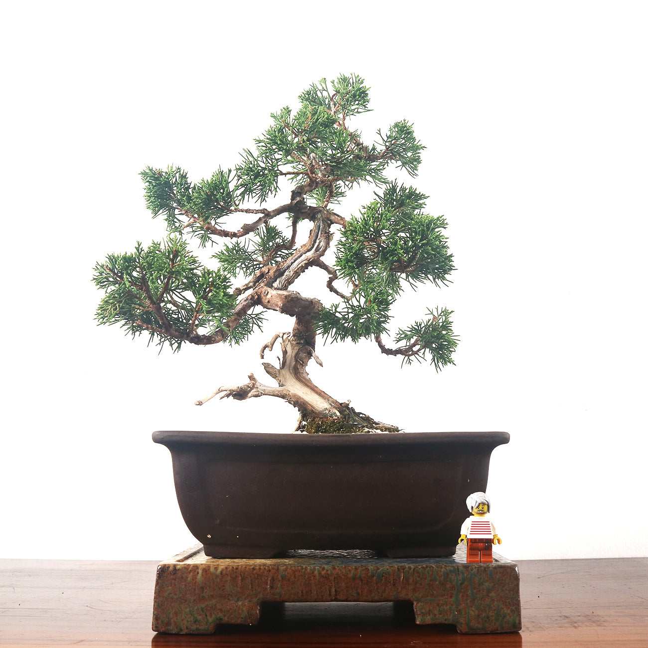 Japanese Juniper Shimpaku Bonsai 日本真柏