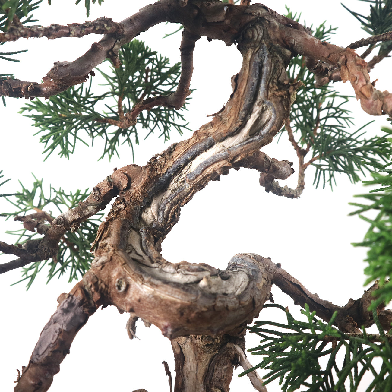 Japanese Juniper Shimpaku Bonsai 日本真柏