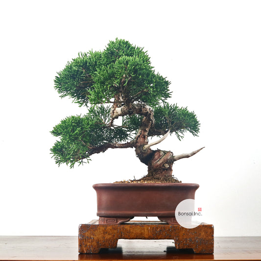 Japanese Juniper Shimpaku Bonsai 日本真柏