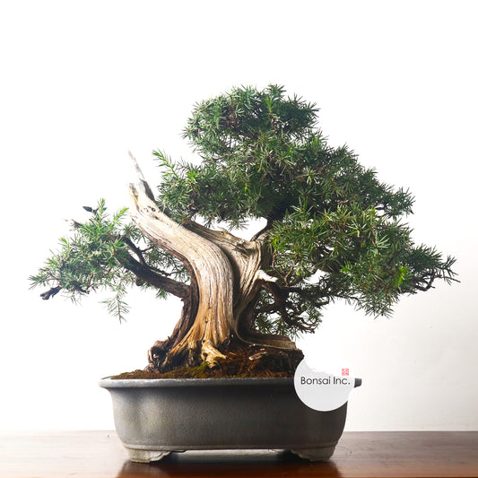 Japanese Tosho Shimpaku Needle Juniper Sharimiki Bonsai 日本真柏