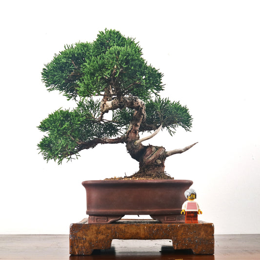 Japanese Juniper Shimpaku Bonsai 日本真柏