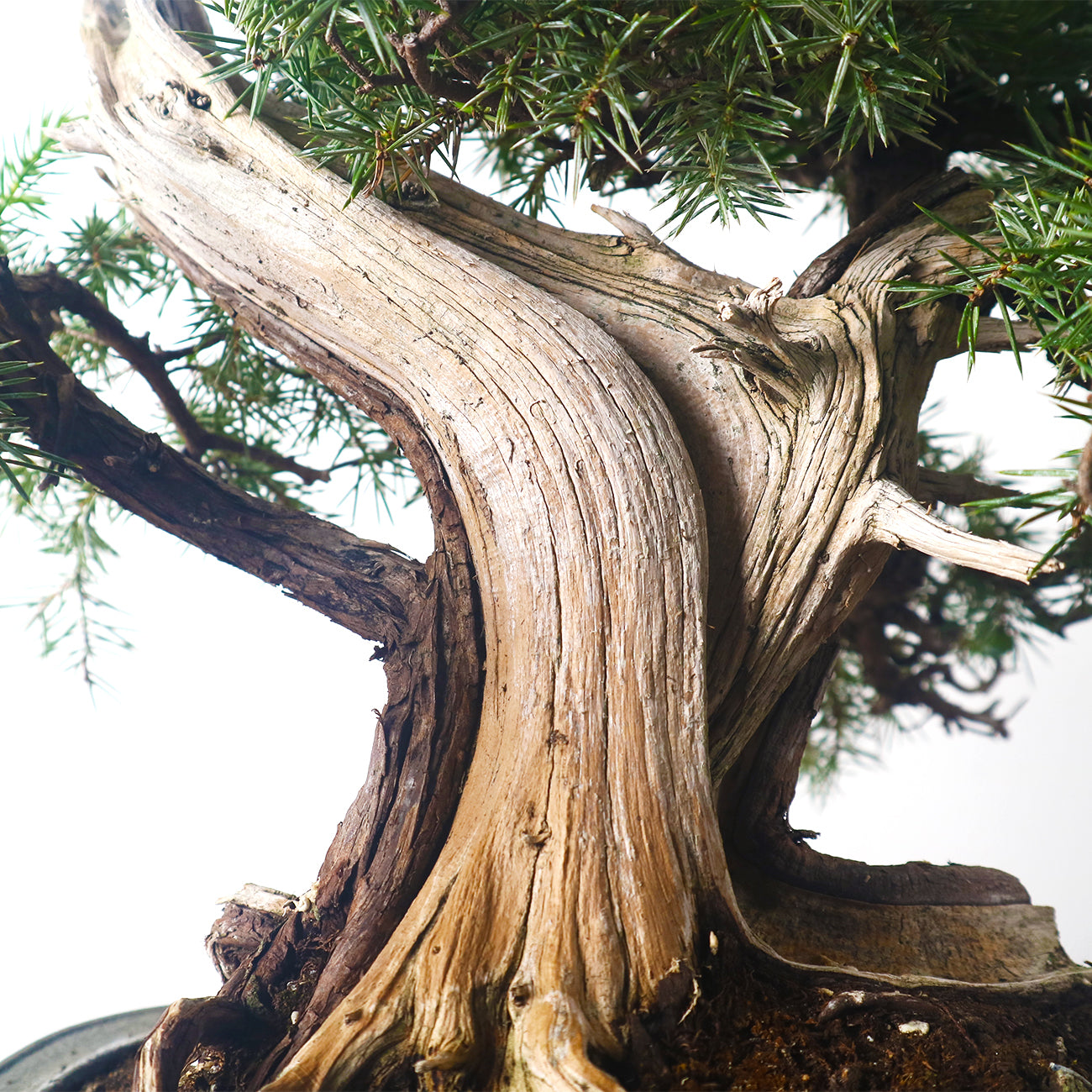 Japanese Tosho Shimpaku Needle Juniper Sharimiki Bonsai 日本真柏