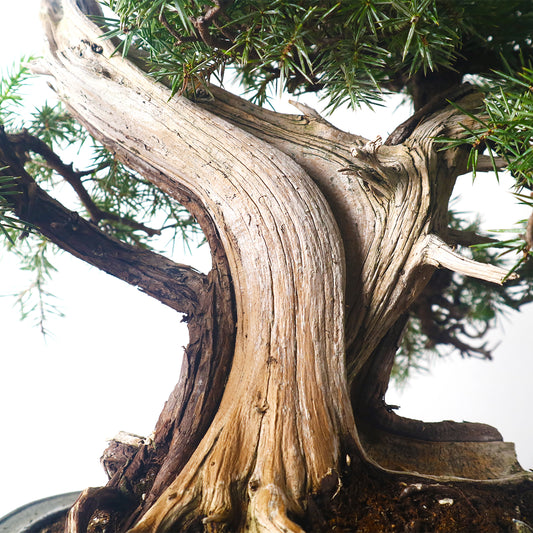 Japanese Tosho Shimpaku Needle Juniper Sharimiki Bonsai 日本真柏