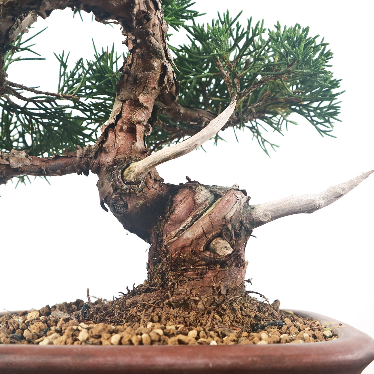 Japanese Juniper Shimpaku Bonsai 日本真柏