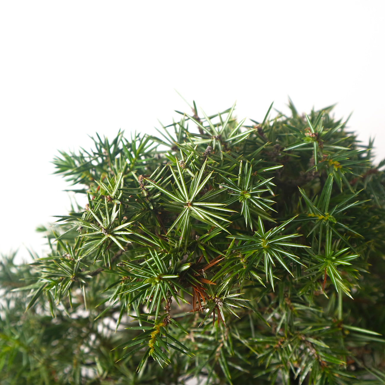 Japanese Tosho Shimpaku Needle Juniper Sharimiki Bonsai 日本真柏