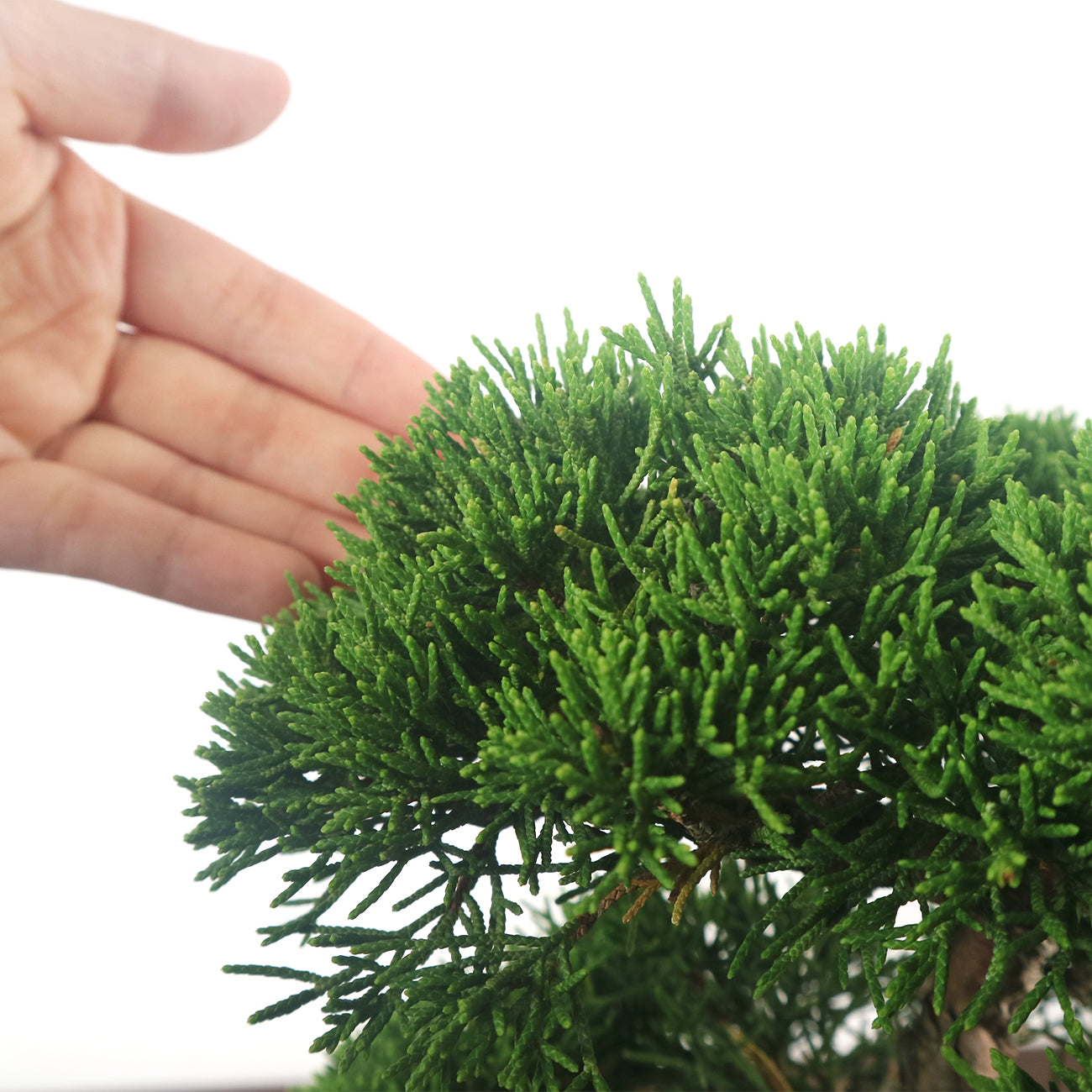 Japanese Juniper Shimpaku Bonsai 日本真柏