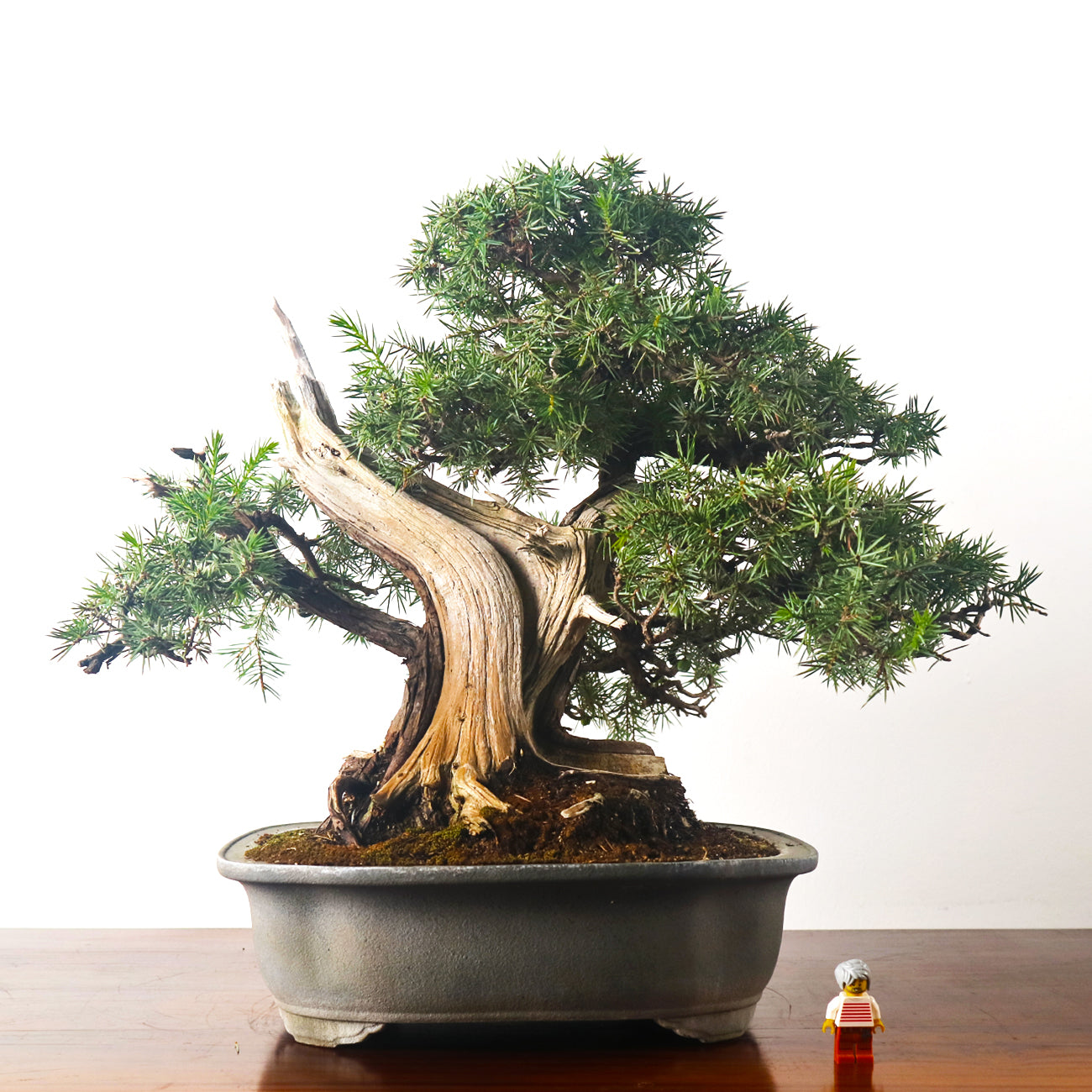 Japanese Tosho Shimpaku Needle Juniper Sharimiki Bonsai 日本真柏