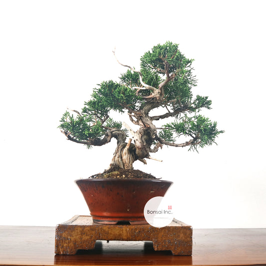 Japanese Juniper Shimpaku Bonsai 日本真柏