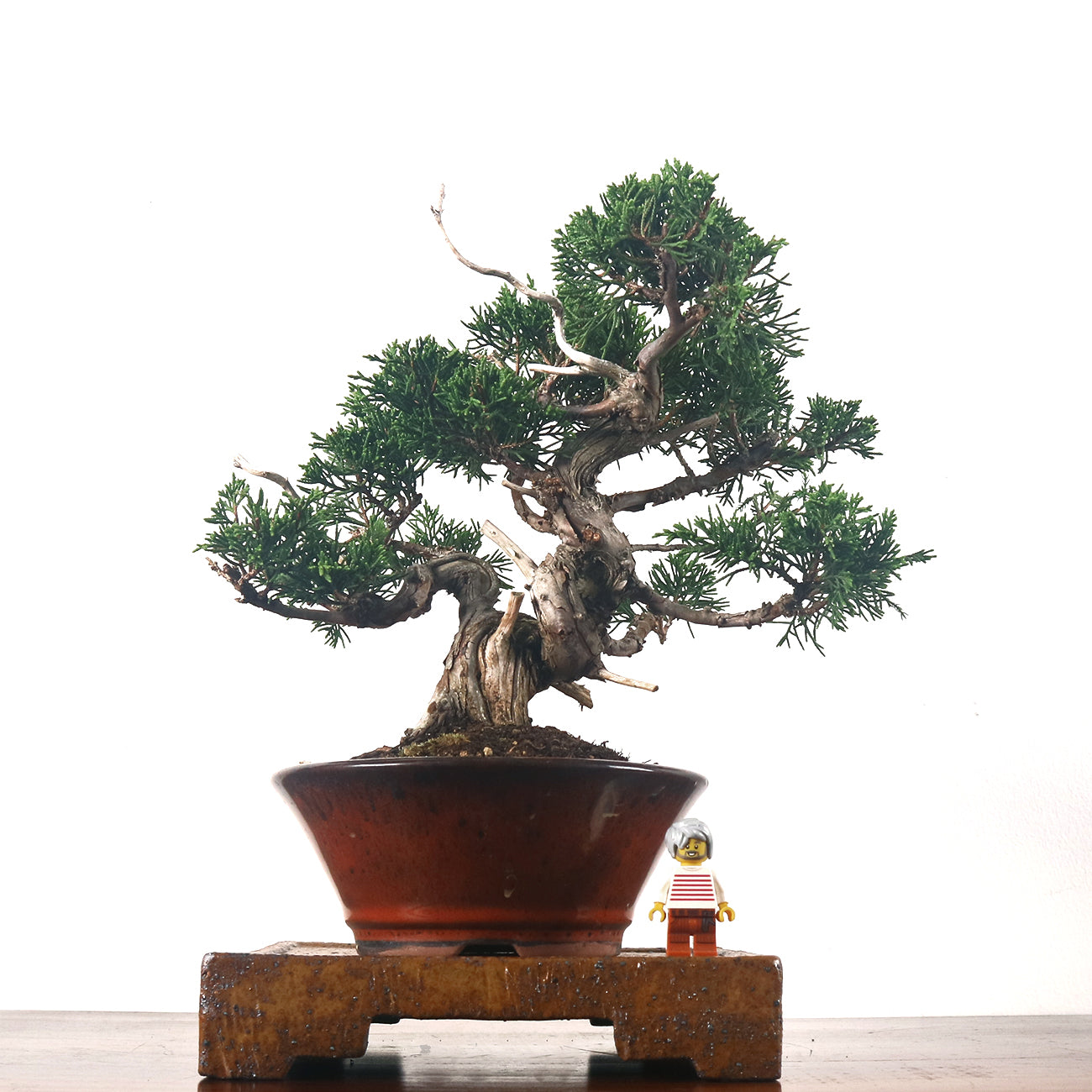 Japanese Juniper Shimpaku Bonsai 日本真柏