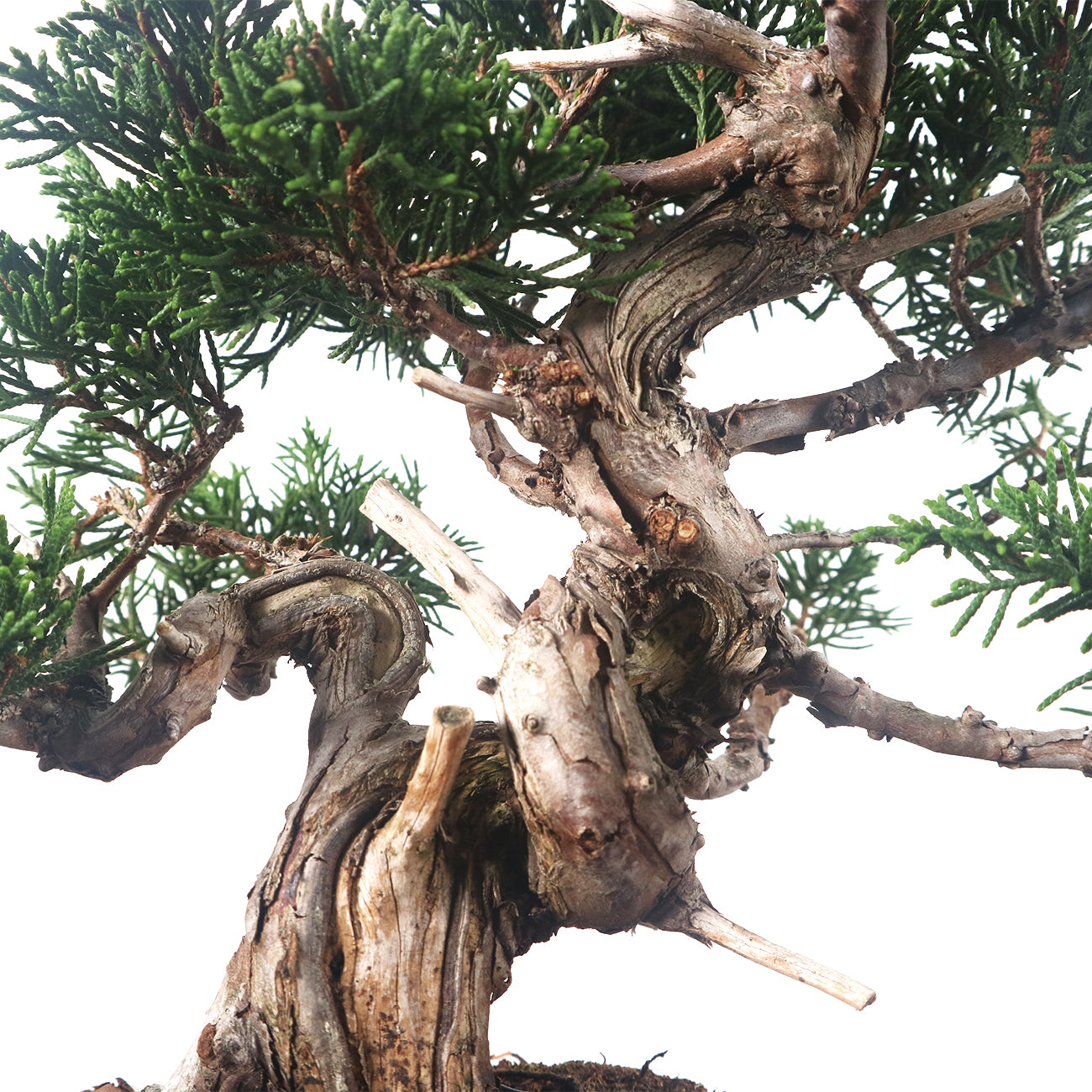 Japanese Juniper Shimpaku Bonsai 日本真柏