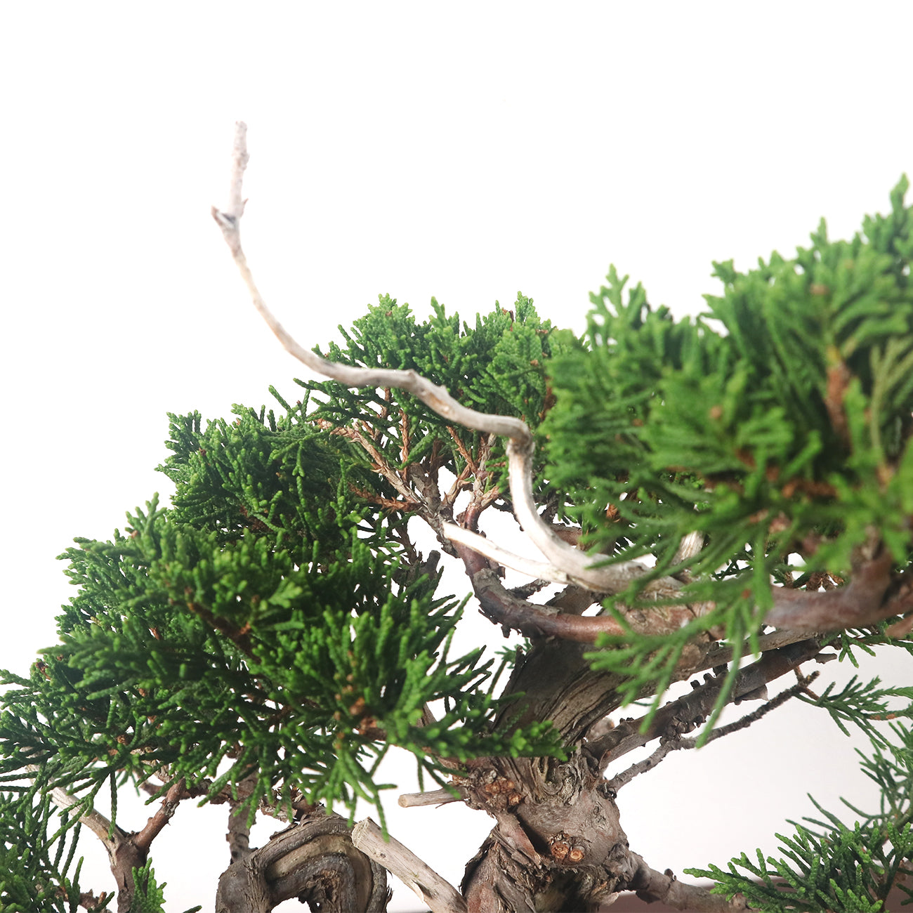 Japanese Juniper Shimpaku Bonsai 日本真柏