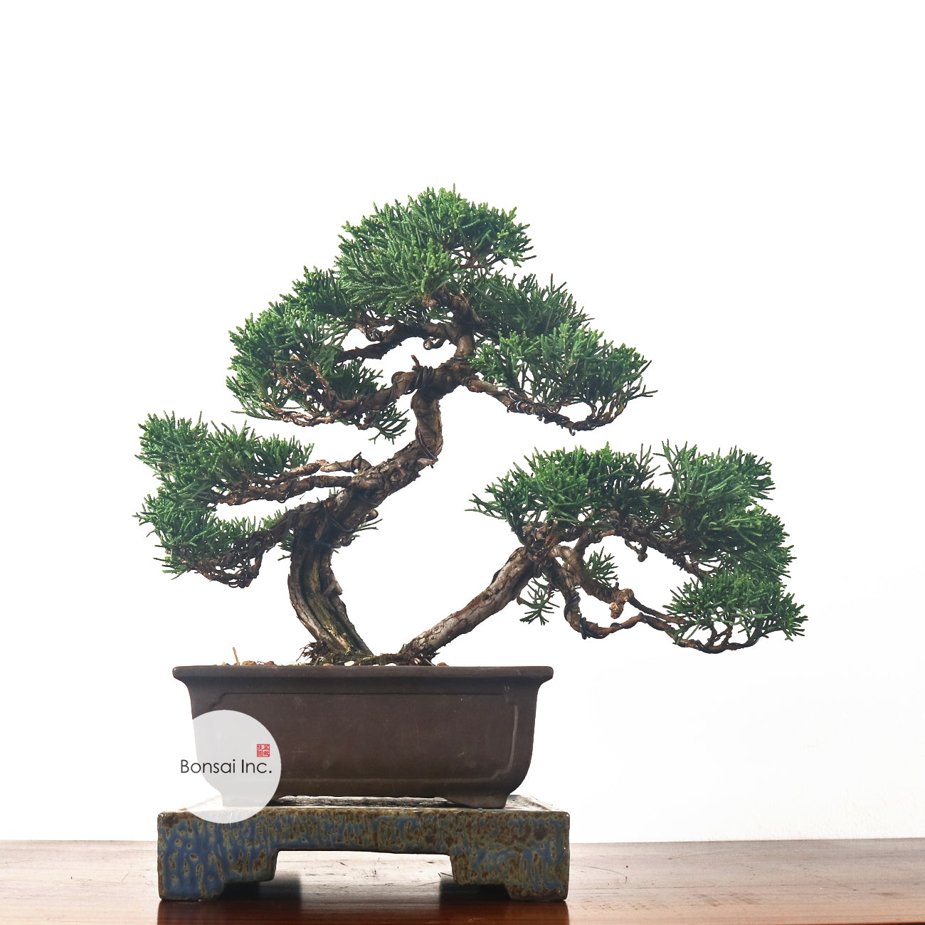 Japanese Juniper Shimpaku Bonsai 日本真柏