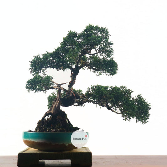 Japanese Juniper Shimpaku Bonsai 日本真柏