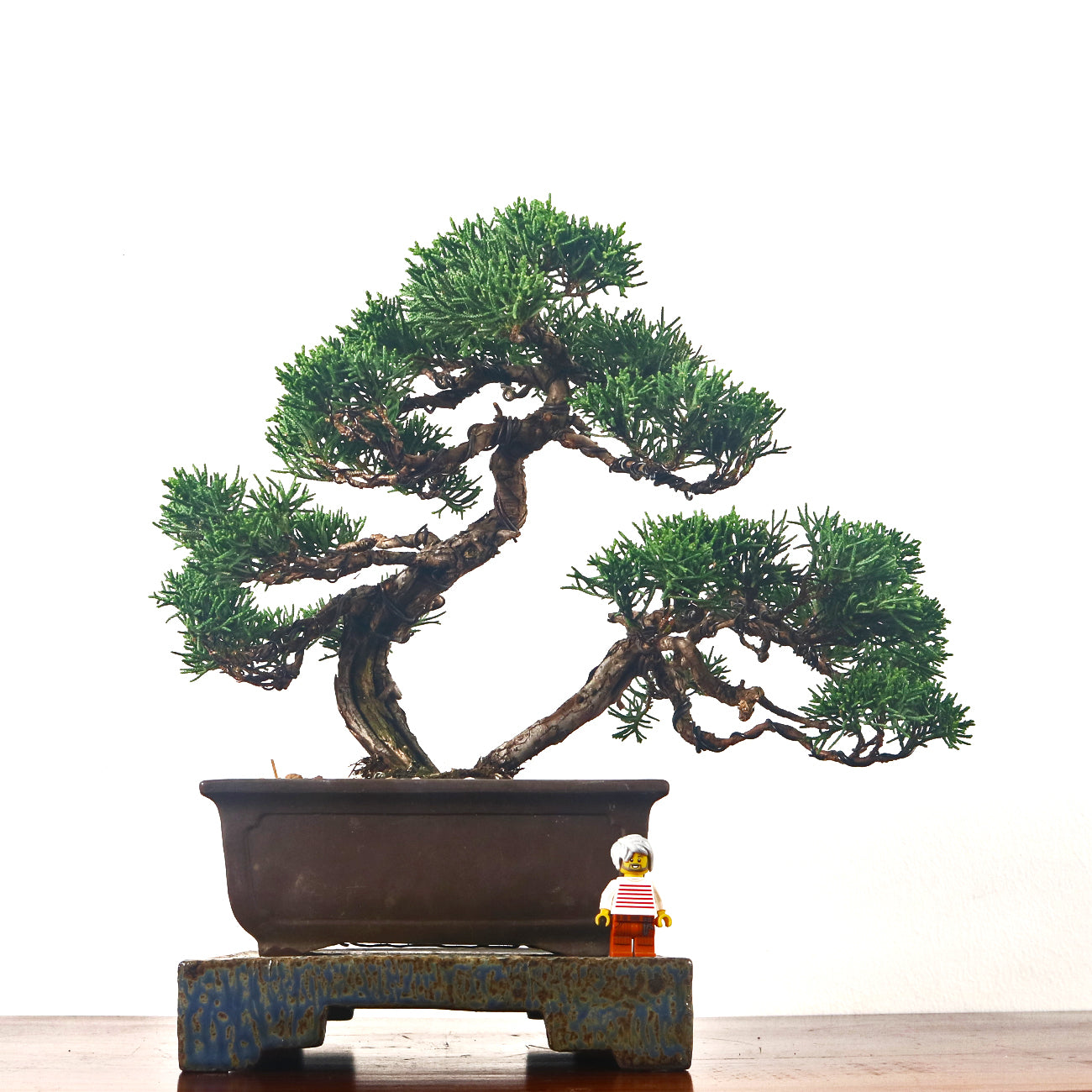 Japanese Juniper Shimpaku Bonsai 日本真柏