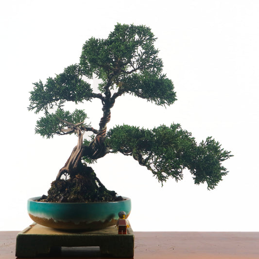 Japanese Juniper Shimpaku Bonsai 日本真柏