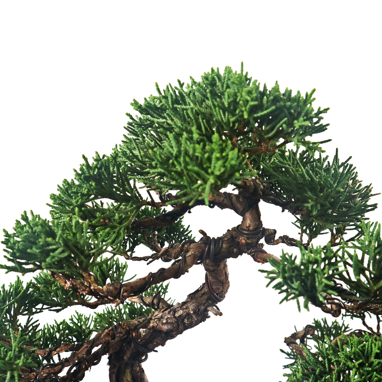 Japanese Juniper Shimpaku Bonsai 日本真柏