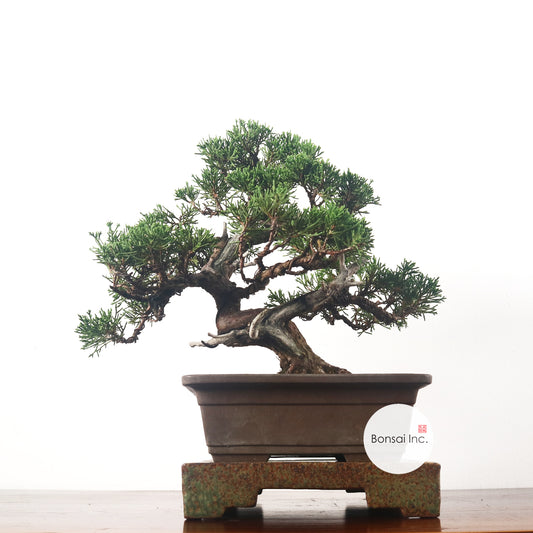 Japanese Juniper Shimpaku Bonsai 日本真柏