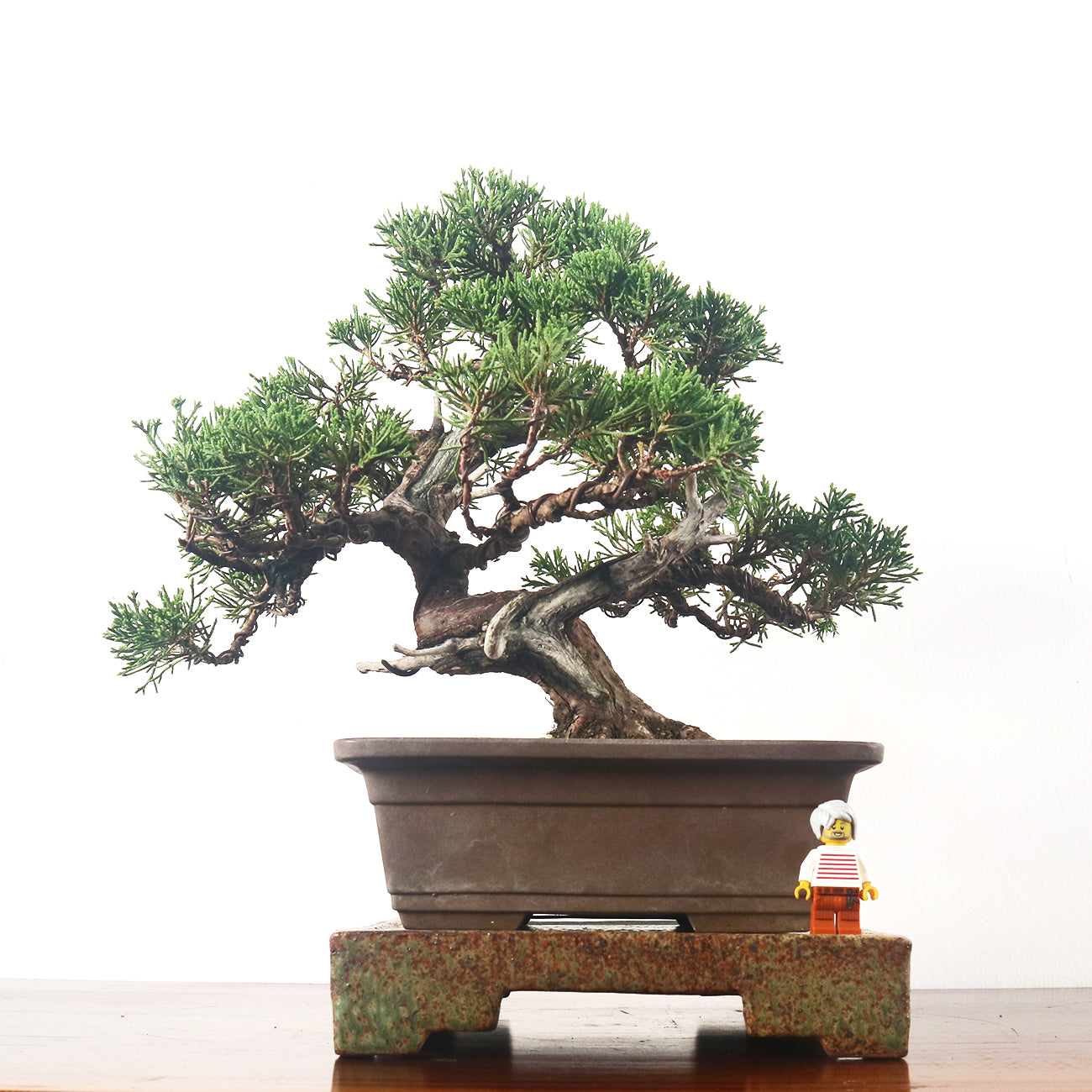 Japanese Juniper Shimpaku Bonsai 日本真柏