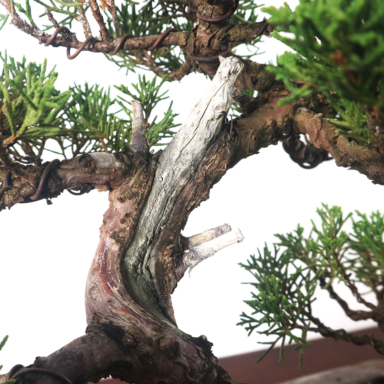 Japanese Juniper Shimpaku Bonsai 日本真柏