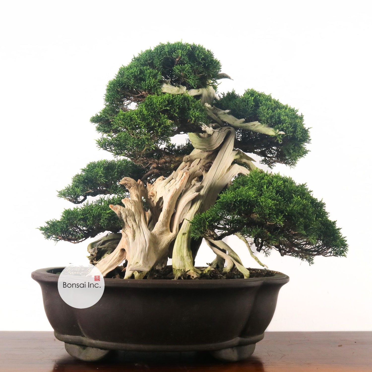 Japanese Juniper