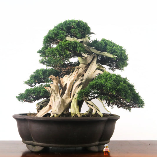 Japanese Juniper Shimpaku Bonsai 日本真柏