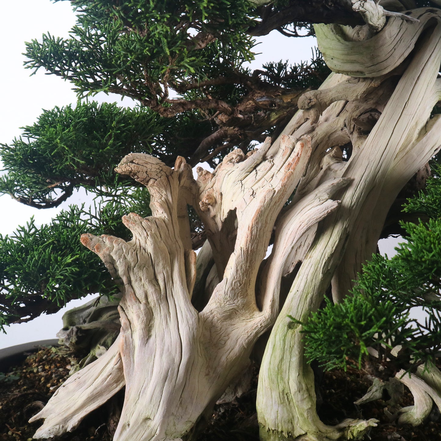 Japanese Juniper Shimpaku Bonsai 日本真柏