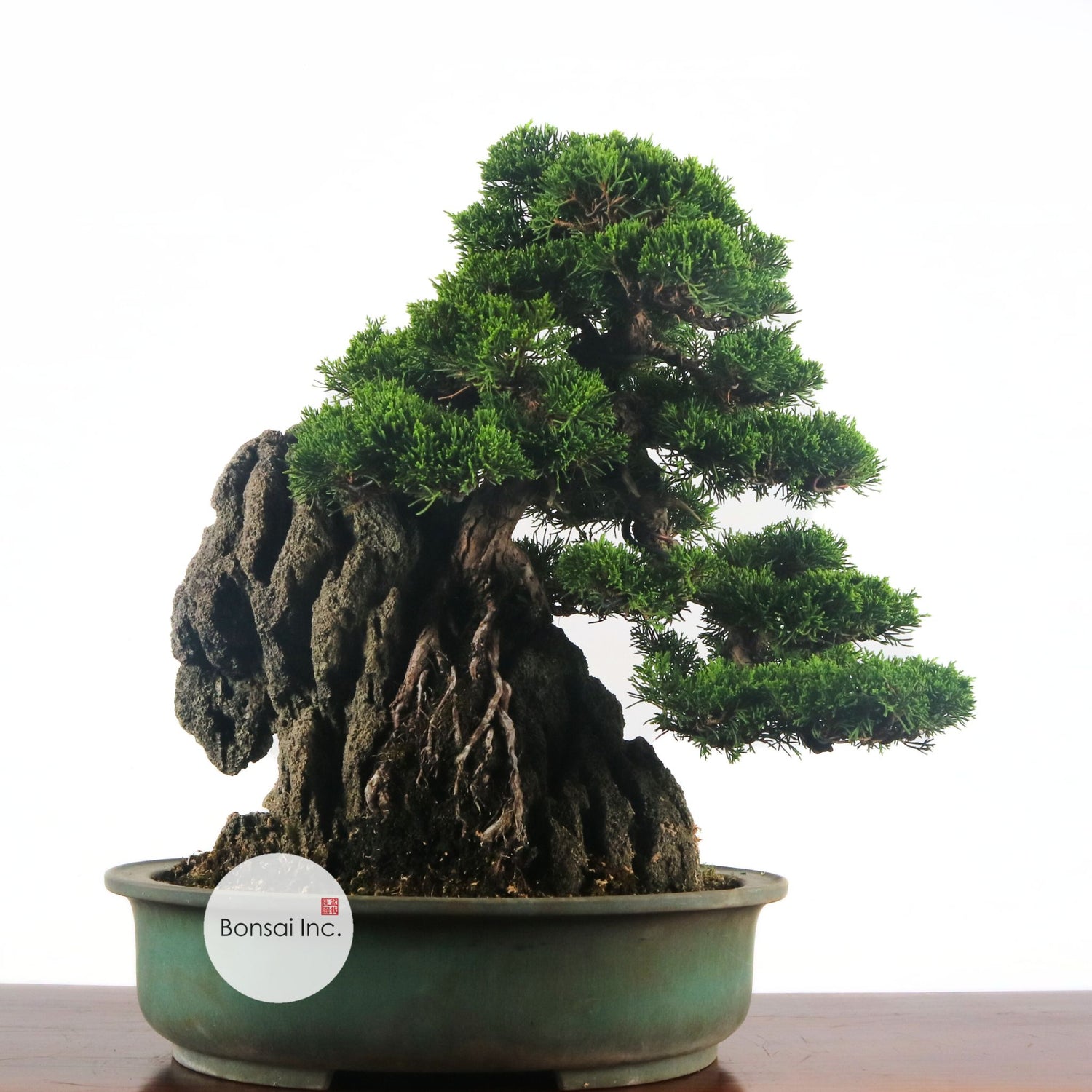 Japanese Juniper