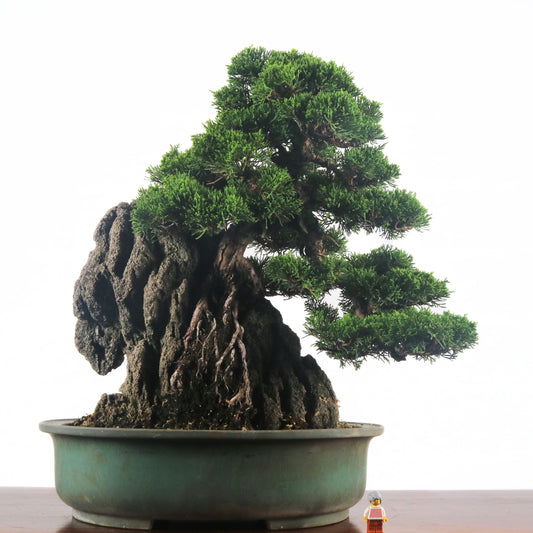 Japanese Juniper Shimpaku Bonsai 日本真柏