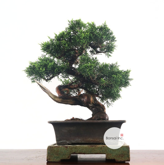 Japanese Juniper Shimpaku Bonsai 日本真柏