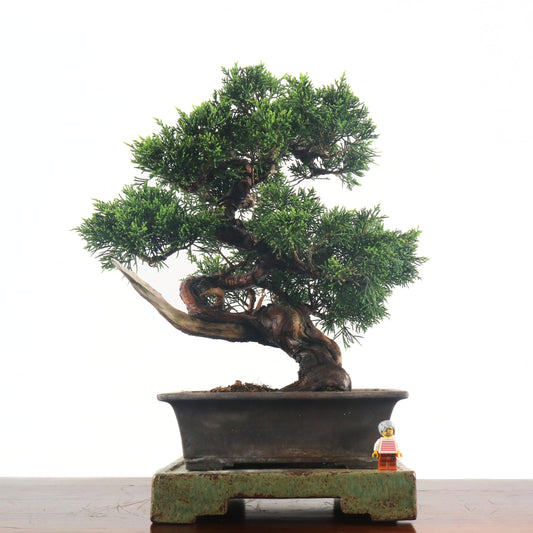 Japanese Juniper Shimpaku Bonsai 日本真柏