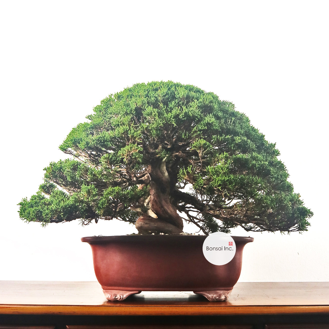 Japanese Juniper Shimpaku Bonsai 日本真柏