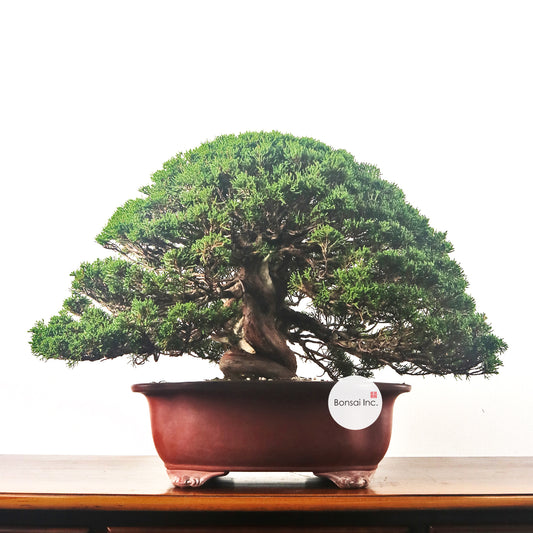 Japanese Juniper Shimpaku Bonsai 日本真柏