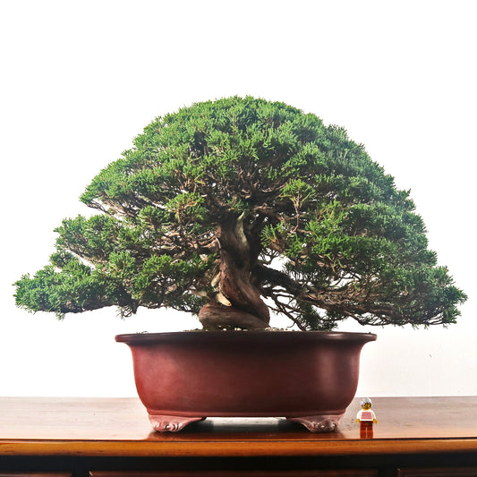 Japanese Juniper Shimpaku Bonsai 日本真柏