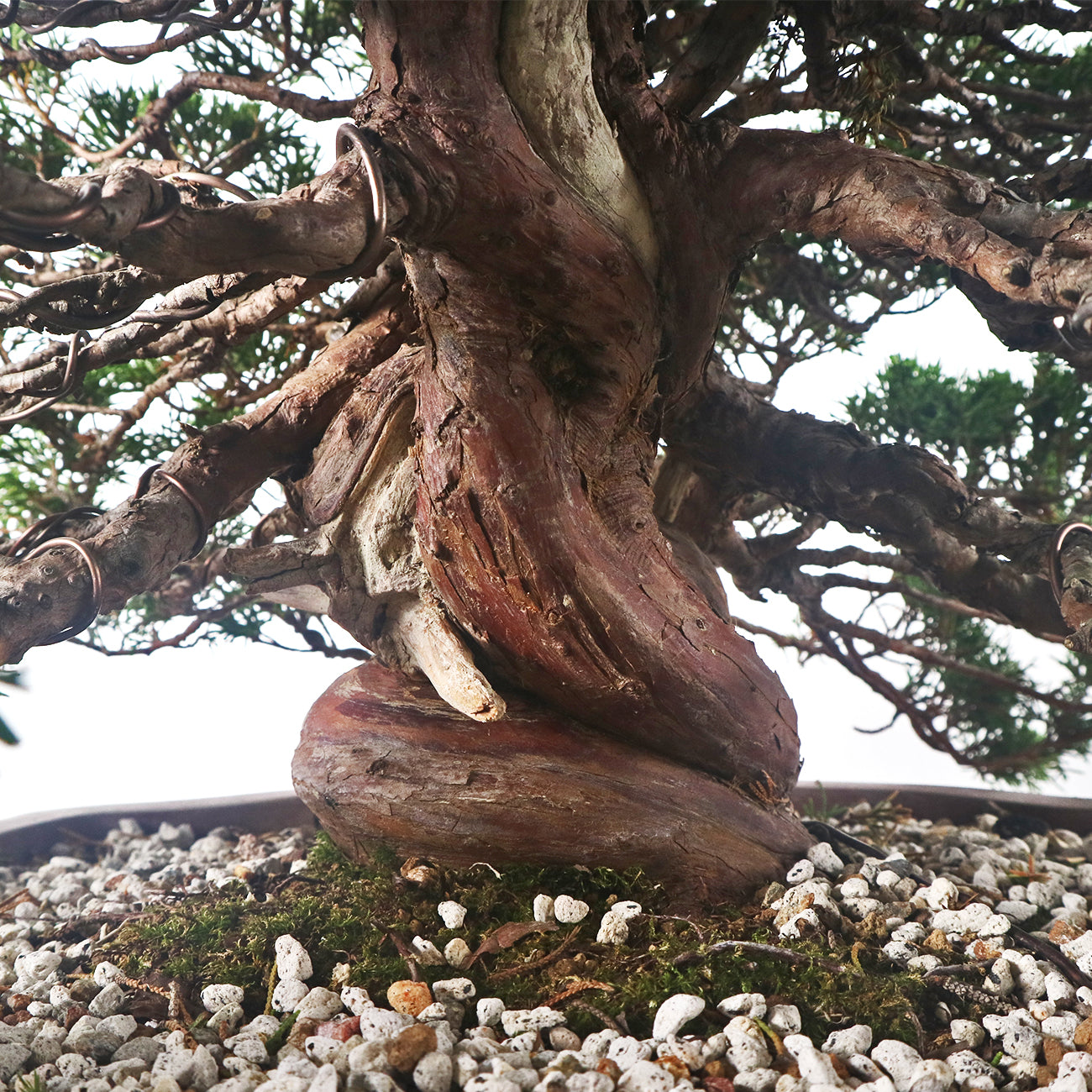 Japanese Juniper Shimpaku Bonsai 日本真柏