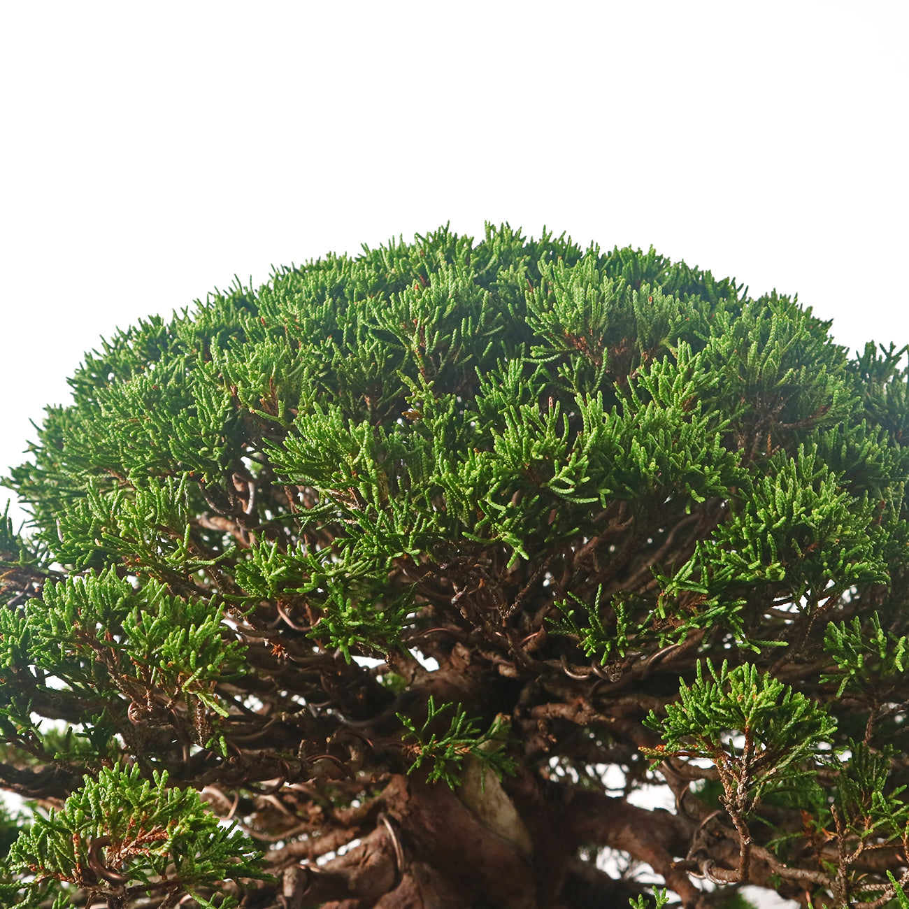 Japanese Juniper Shimpaku Bonsai 日本真柏