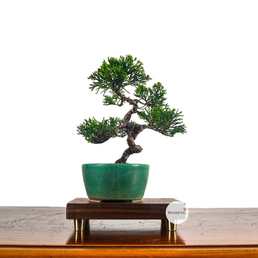 Japanese Juniper Shimpaku Bonsai 日本真柏