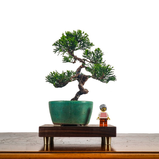 Japanese Juniper Shimpaku Bonsai 日本真柏