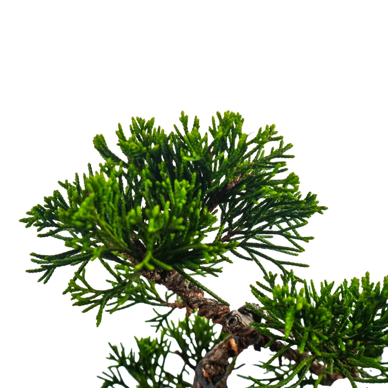 Japanese Juniper Shimpaku Bonsai 日本真柏
