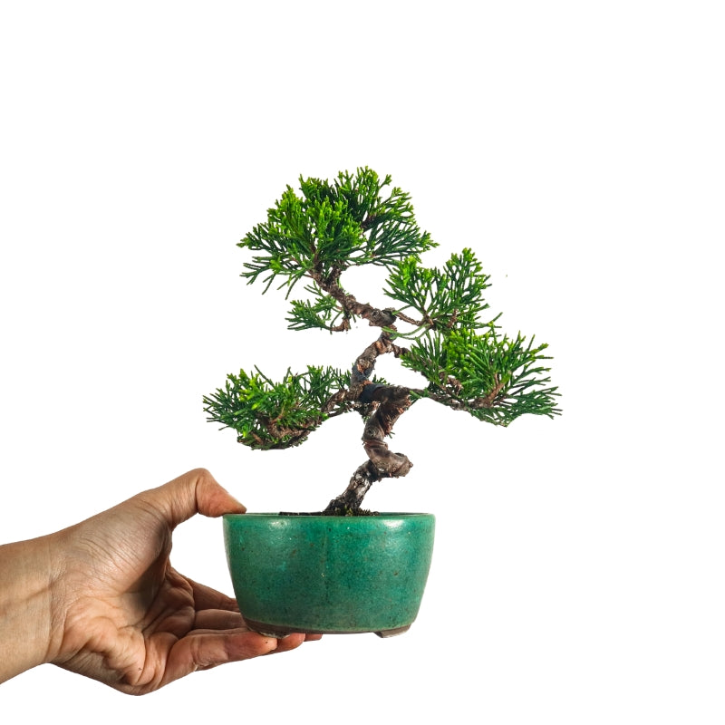 Japanese Juniper Shimpaku Bonsai 日本真柏