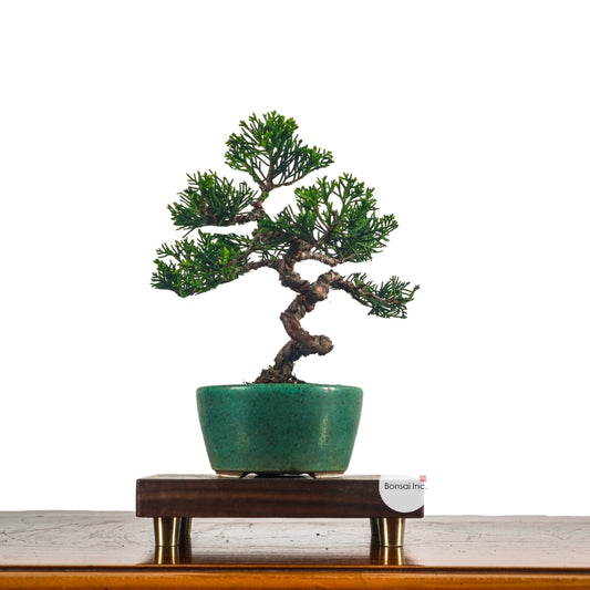 Japanese Juniper Shimpaku Bonsai 日本真柏