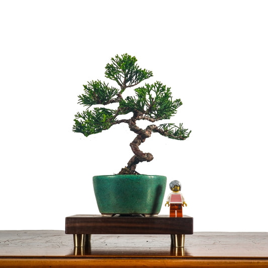 Japanese Juniper Shimpaku Bonsai 日本真柏