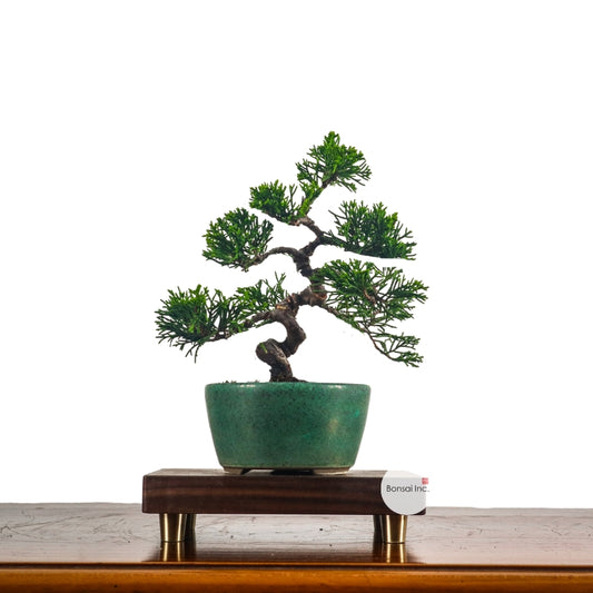 Japanese Juniper Shimpaku Bonsai 日本真柏