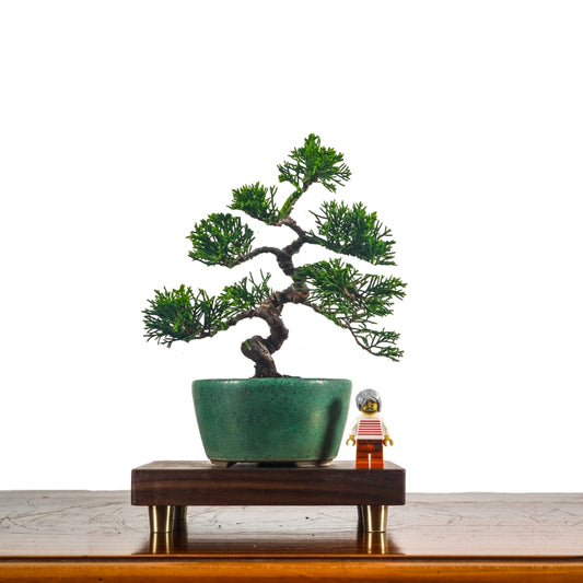 Japanese Juniper Shimpaku Bonsai 日本真柏