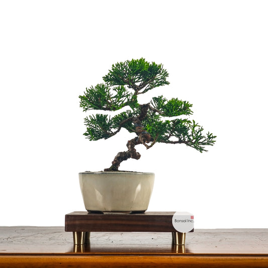 Japanese Juniper Shimpaku Bonsai 日本真柏