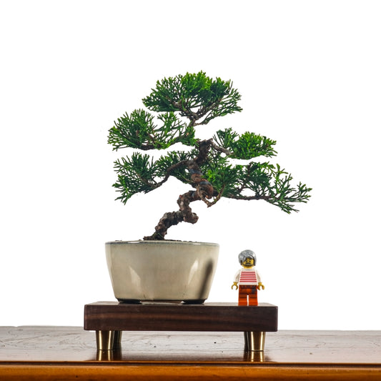 Japanese Juniper Shimpaku Bonsai 日本真柏