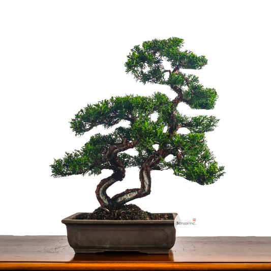 Japanese Juniper Shimpaku Bonsai 日本真柏