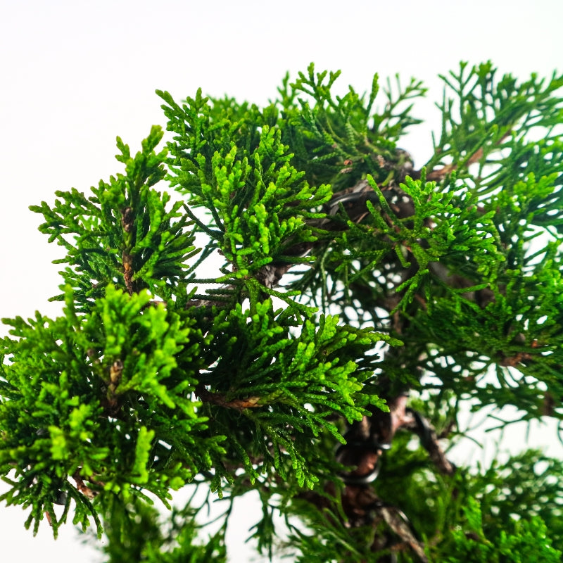 Japanese Juniper Shimpaku Bonsai 日本真柏