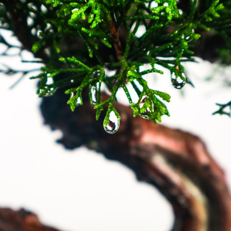 Japanese Juniper Shimpaku Bonsai 日本真柏