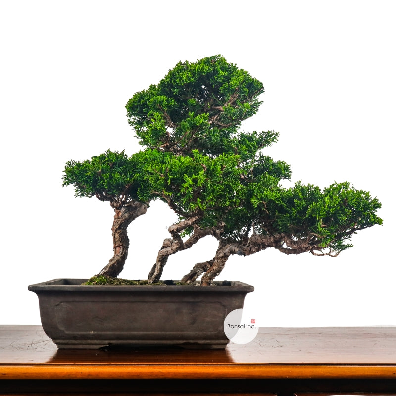 Japanese Juniper – bonsai-inc