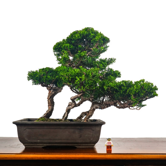 Japanese Juniper Shimpaku Bonsai 日本真柏